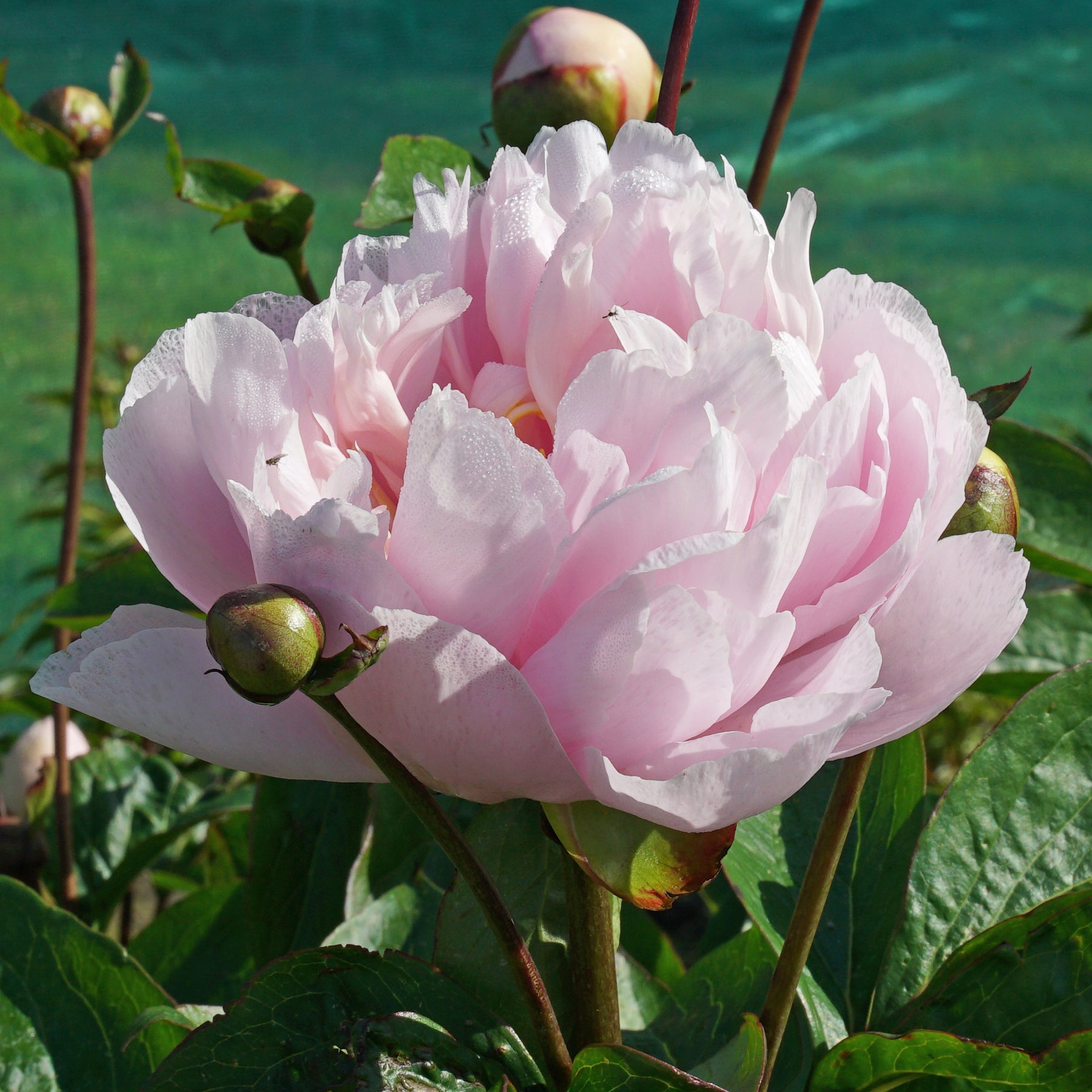 Peony Pink Vanguard