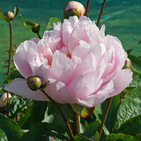 Peony Pink Vanguard