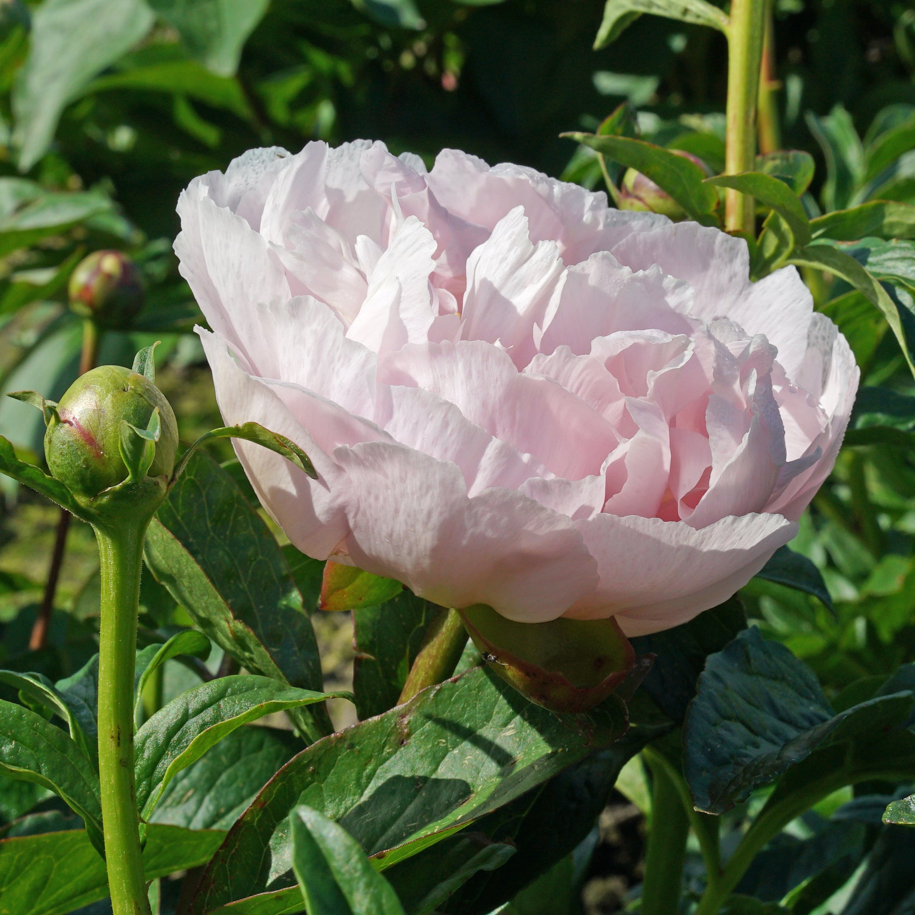 Peony Pink Vanguard