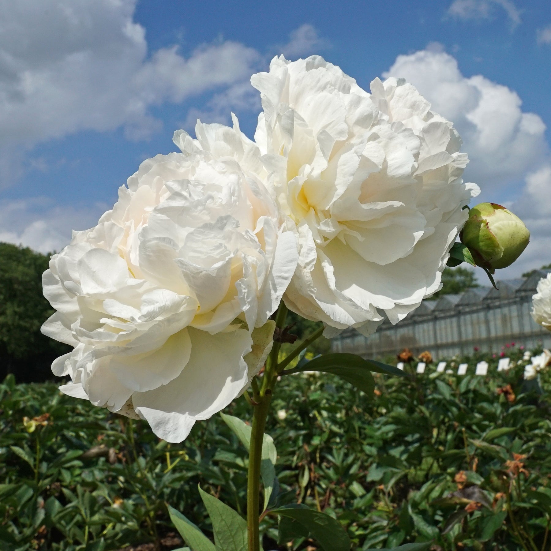 Peony Puffed Cotton