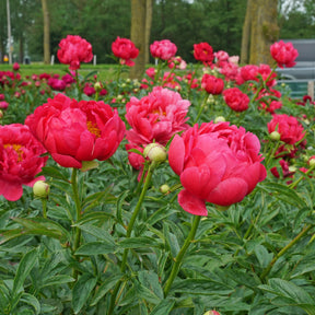 Peony Raspberry Charm