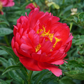 Peony Raspberry Charm