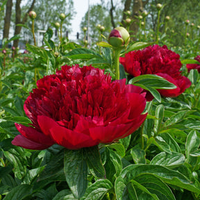 Peony Red Charm