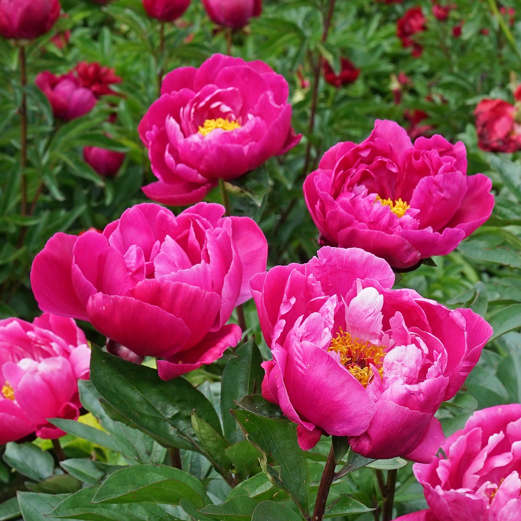 Peony Fiona (Red Sarah Bernhardt)