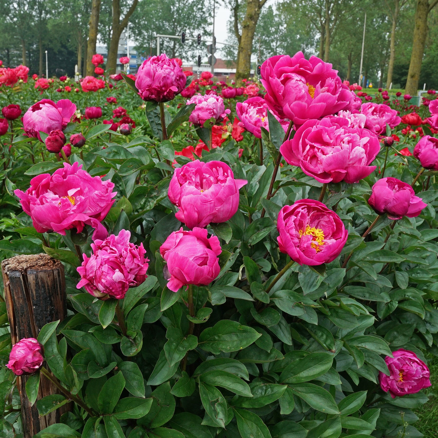 Peony Fiona (Red Sarah Bernhardt)