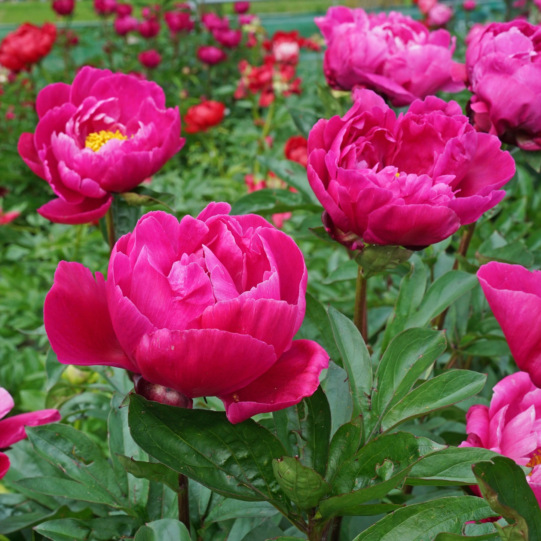 Peony Fiona (Red Sarah Bernhardt)