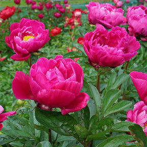 Peony Fiona (Red Sarah Bernhardt)