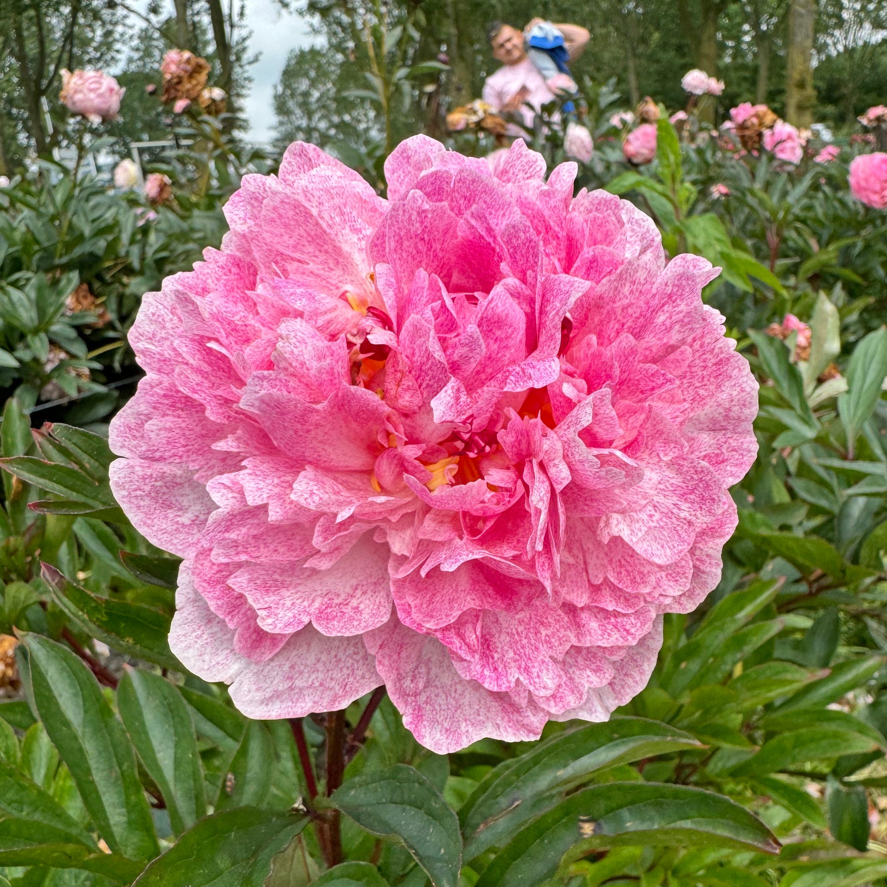 Peony Sarah Bernhardt Unique