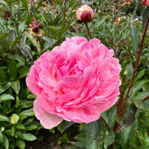 Peony Sarah Bernhardt Unique