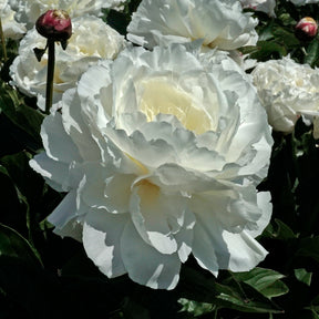 Peony Shirley Temple