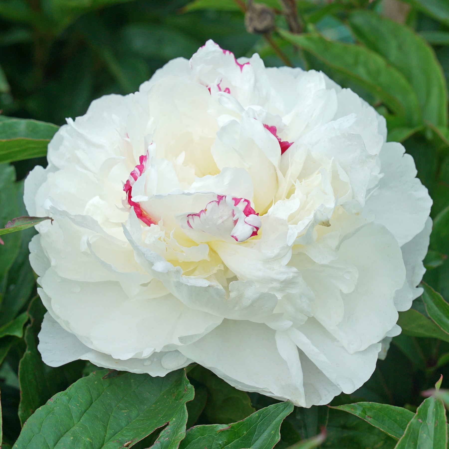 Peony Shirley Temple