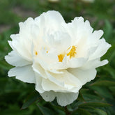 Peony Snow Princess