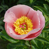 Peony Soft Salmon Saucer