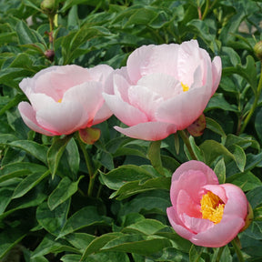 Peony Soft Salmon Saucer