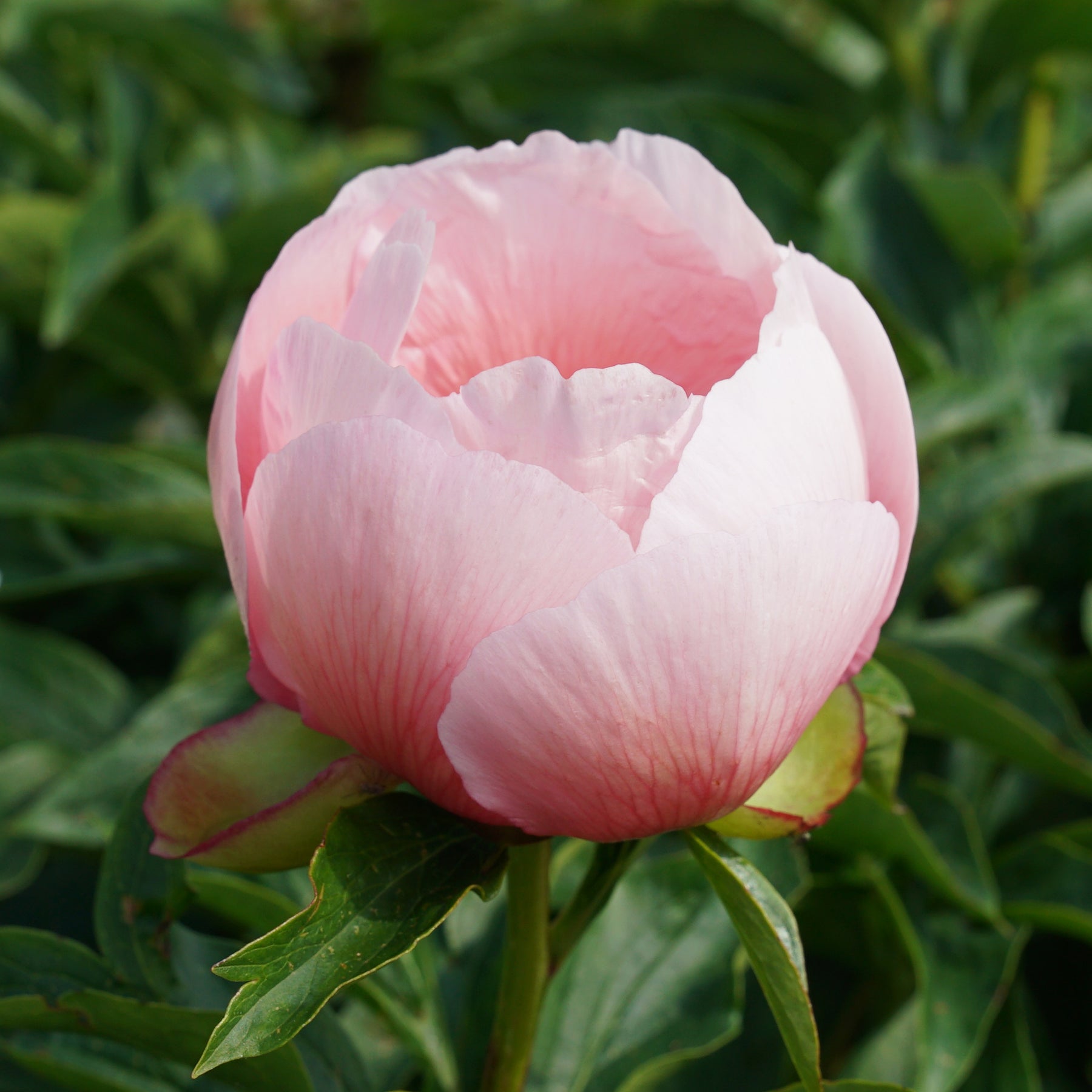 Peony Soft Salmon Saucer