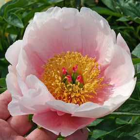 Peony Soft Salmon Saucer