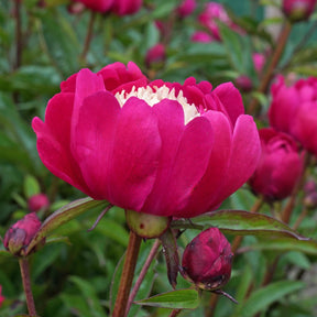 Peony Top Hat