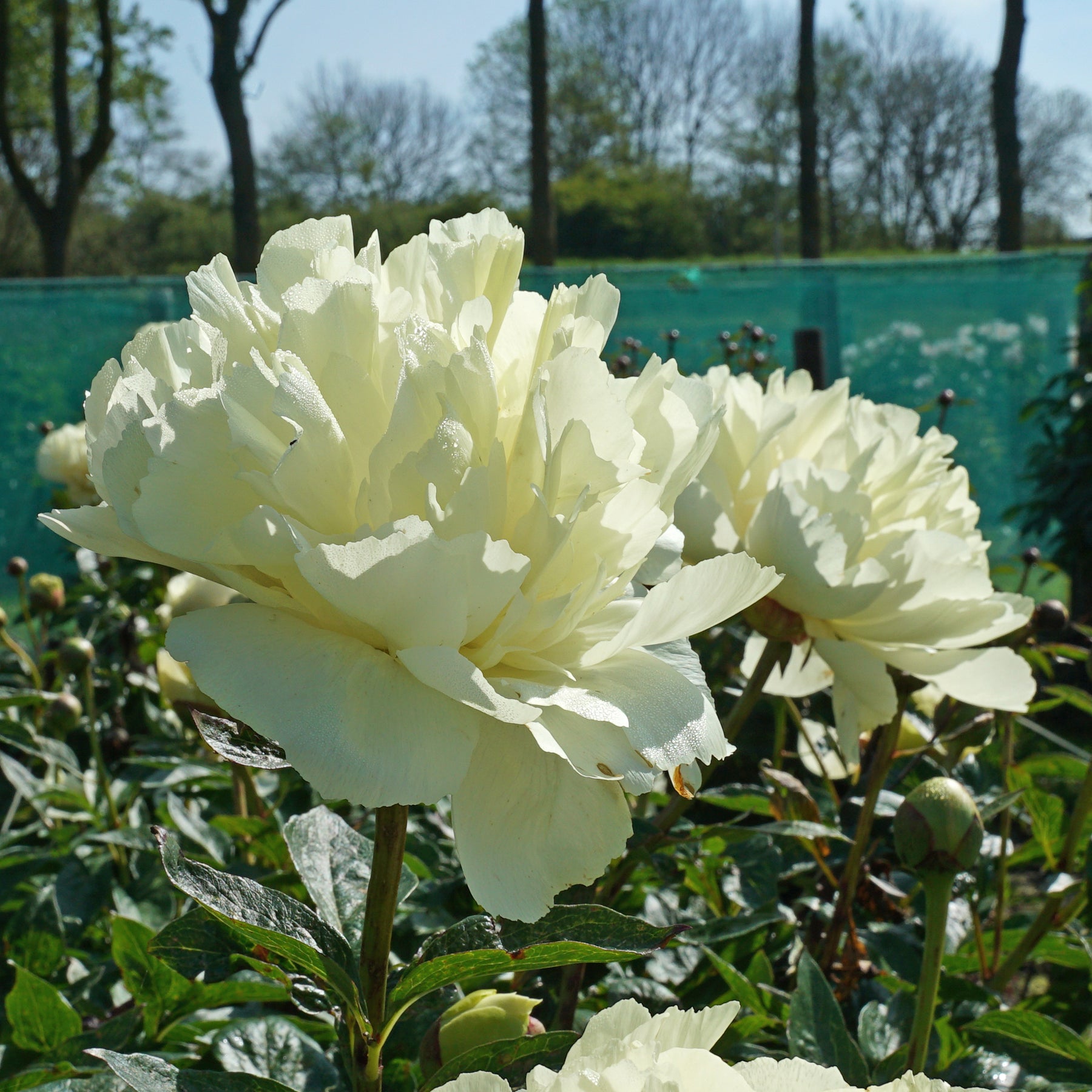 Peony Vanilla Schnapps