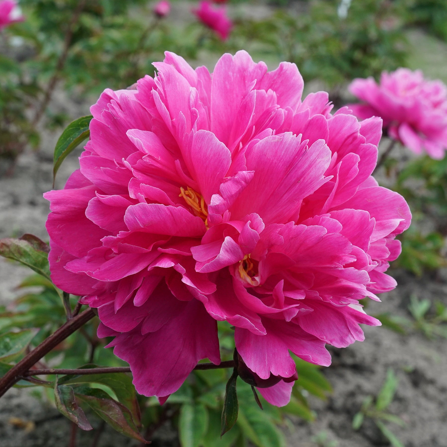 Peony Victoire de la Marne