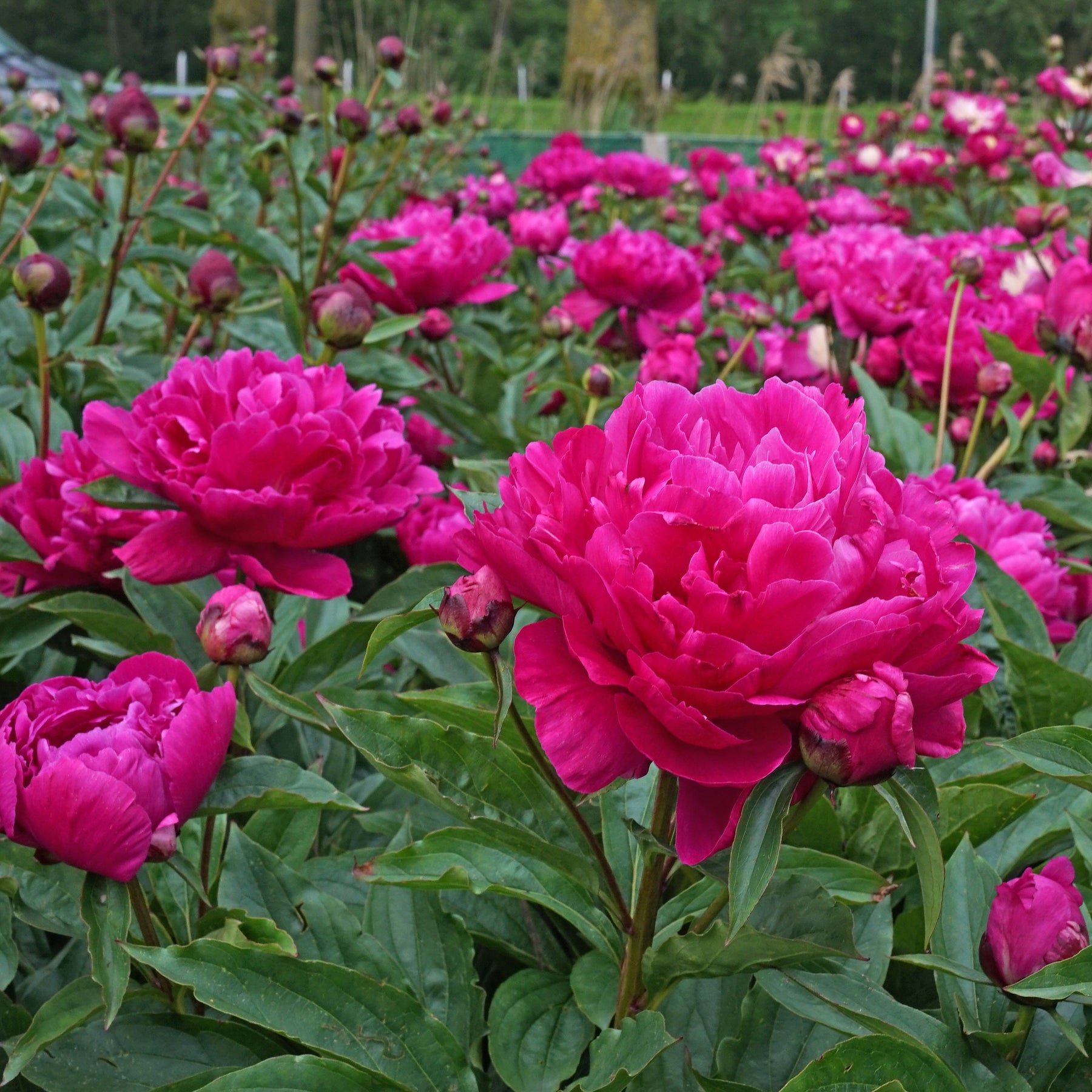 Peony Victoire de la Marne