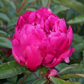 Peony Victoire de la Marne