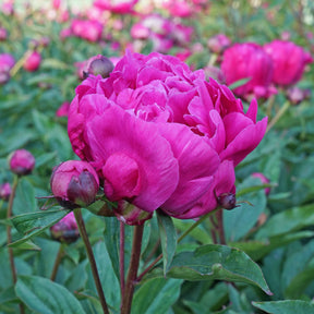 Peony Victoire de la Marne