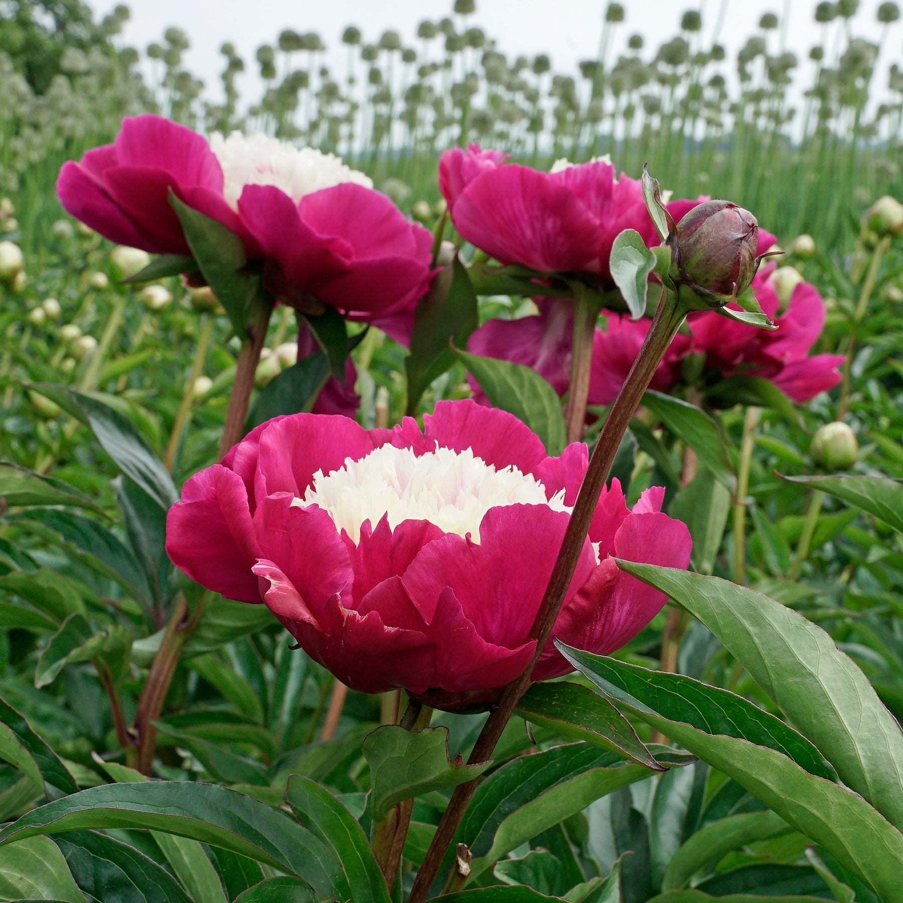 Peony White Cap