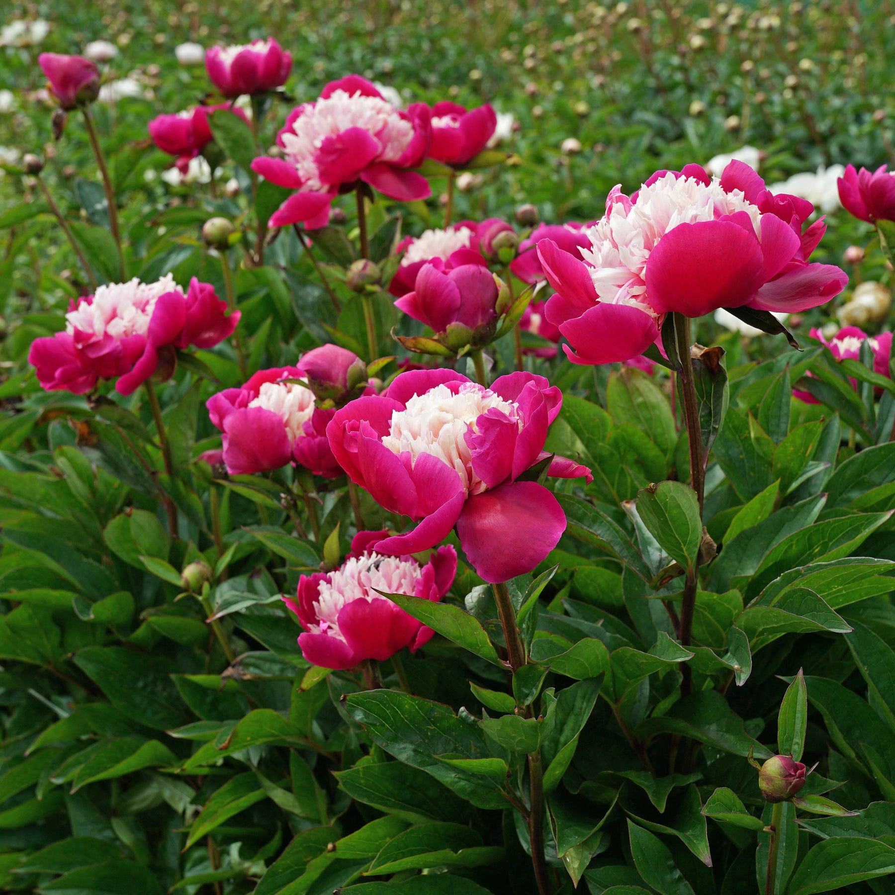 Peony White Cap