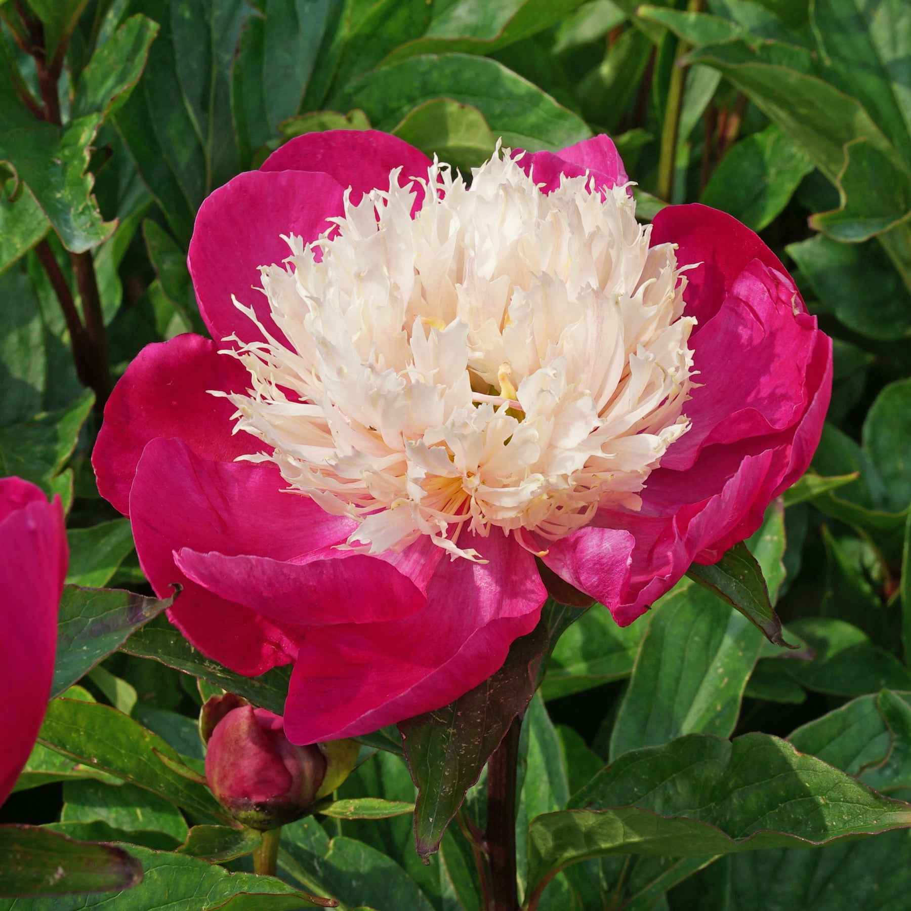 Peony White Cap