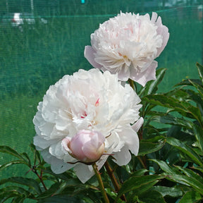 Peony Alertie