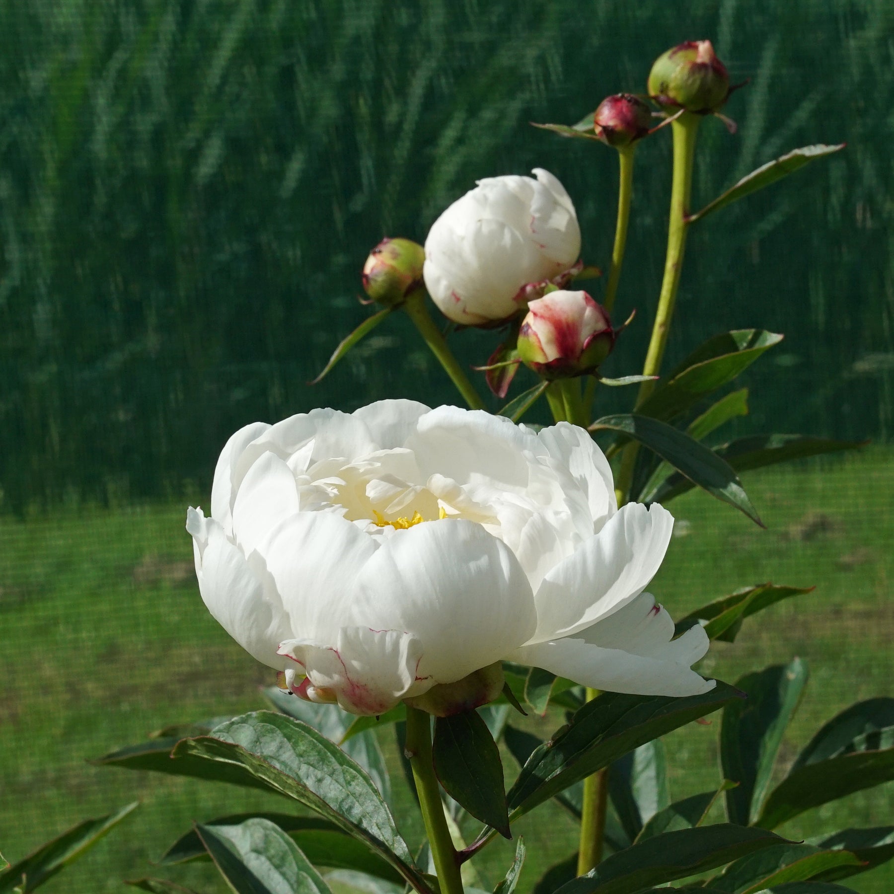 Peony Allan Rogers