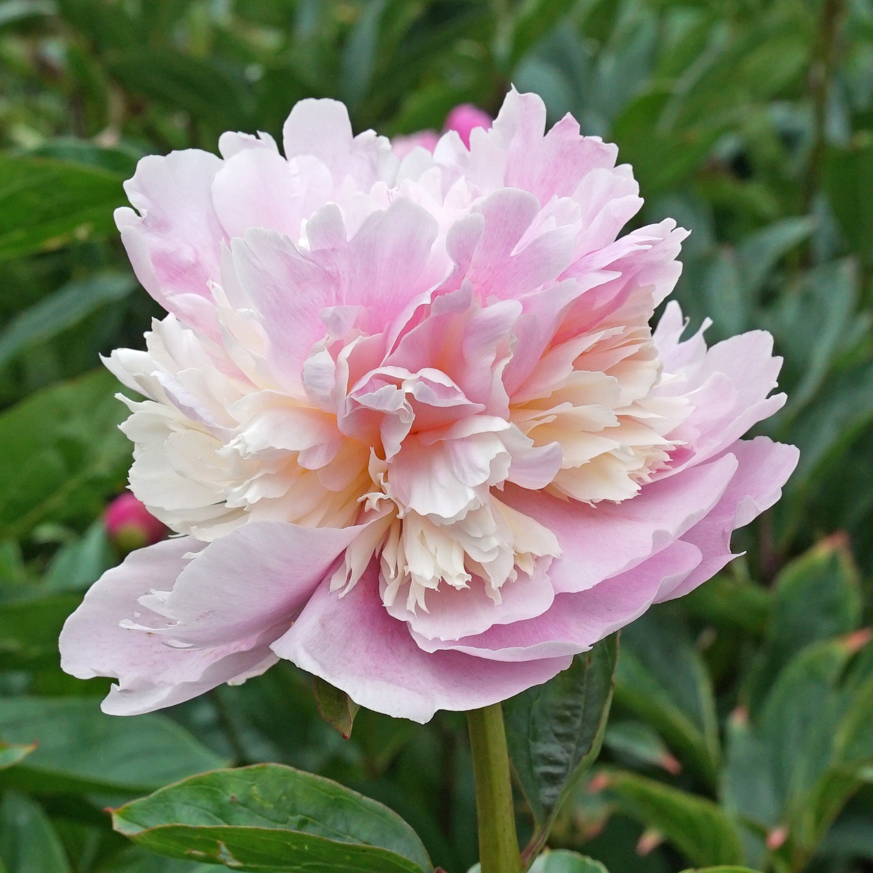 Peony Angel Cheeks