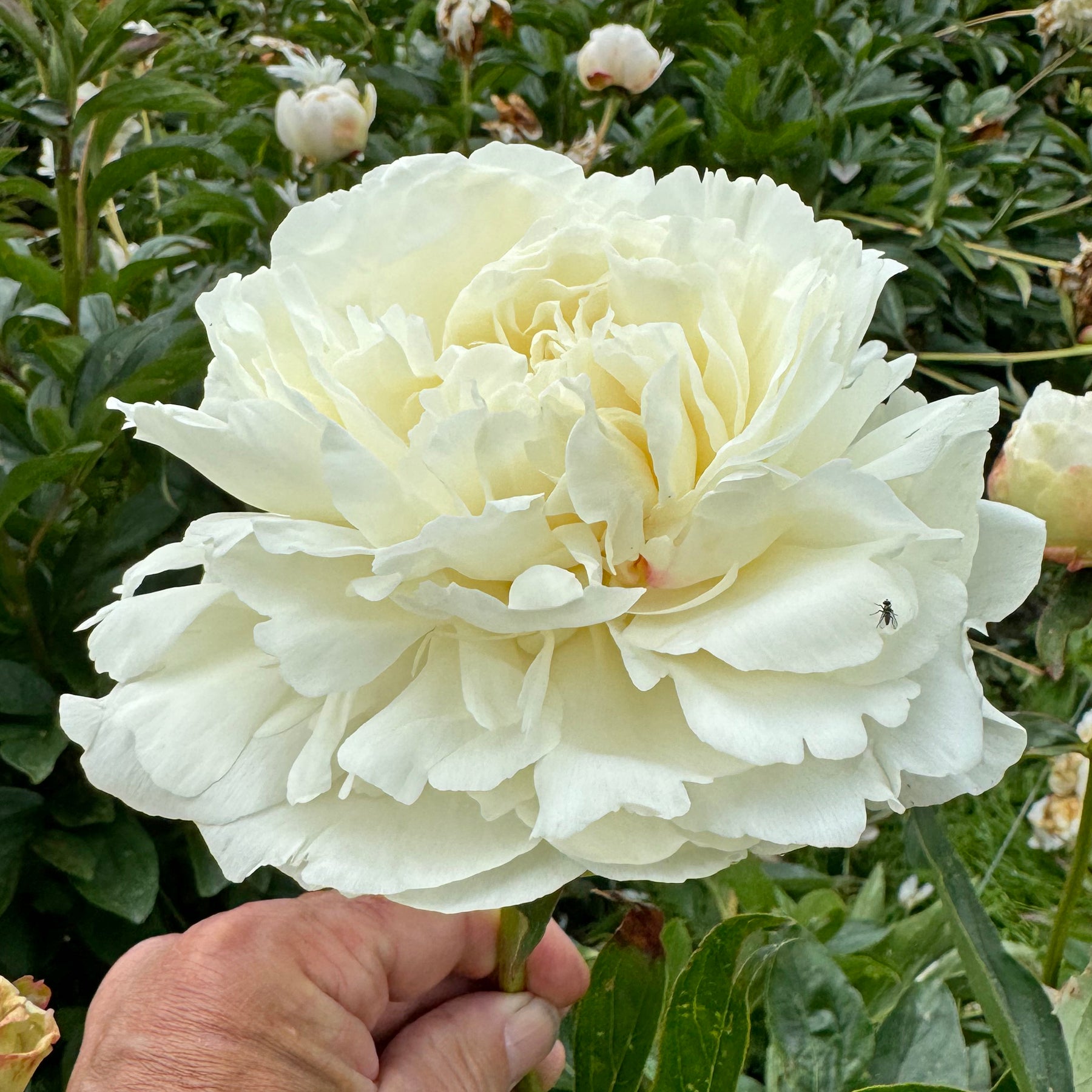 Peony Ann Cousins