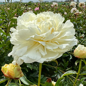 Peony Ann Cousins