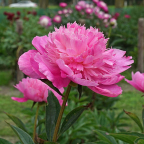 Peony Bouquet Perfect