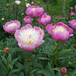 Peony Bowl of Beauty