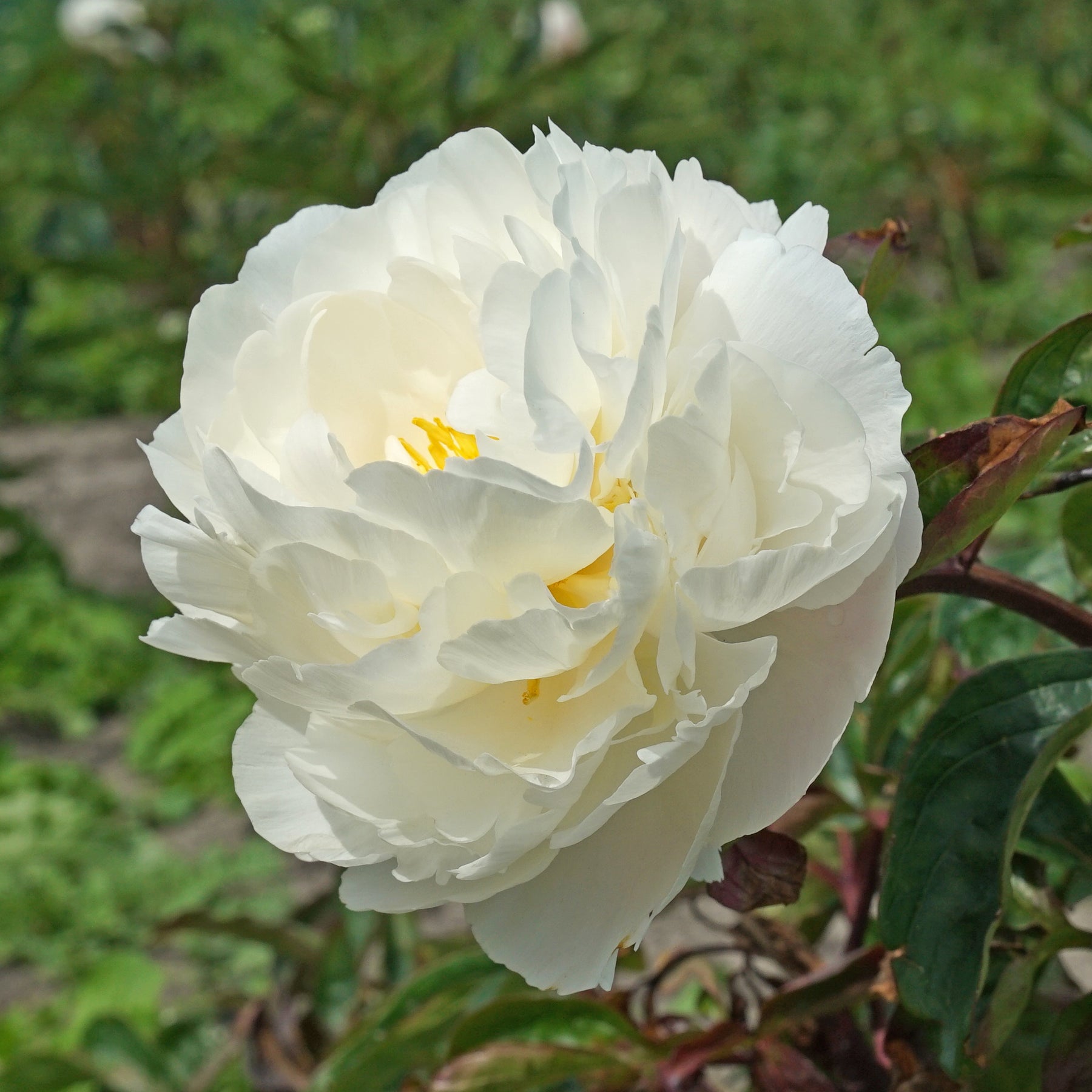 Peony Carl G. Klehm