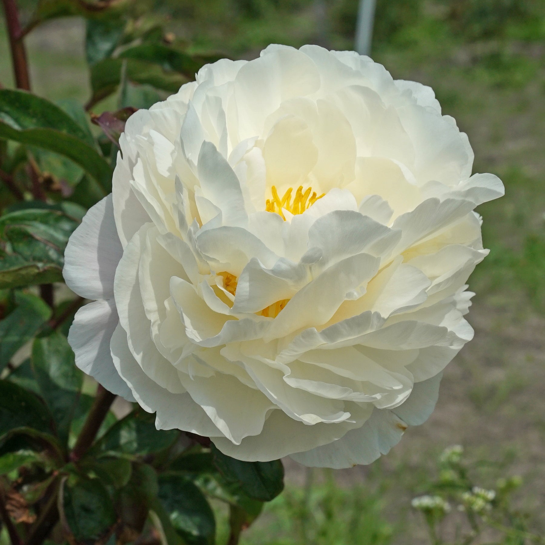 Peony Carl G. Klehm