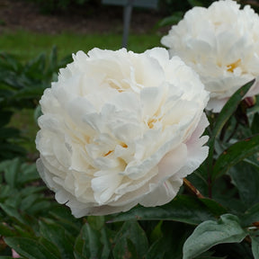 Peony Carl G. Klehm