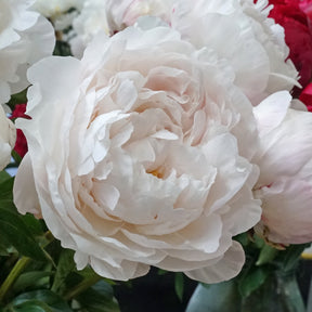 Peony Class Act