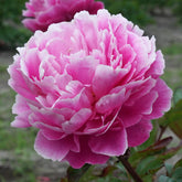 Peony Dayton