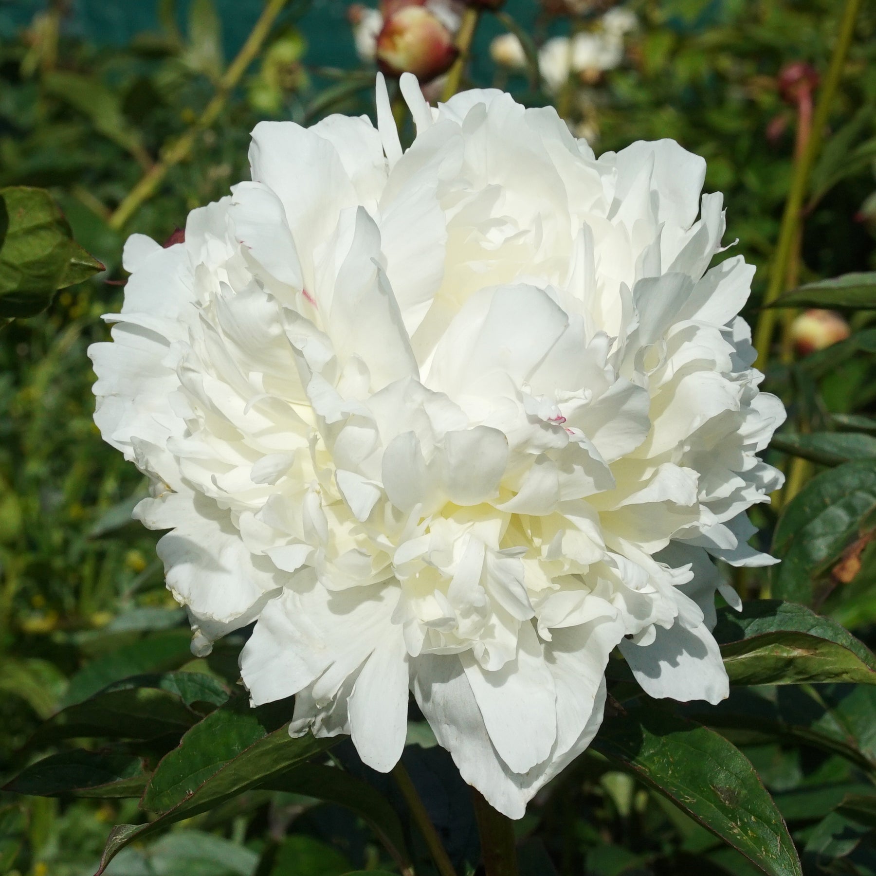 Peony Dr. F. G. Brethour