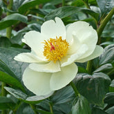 Peony Early Sensation