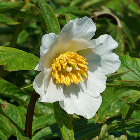 Peony Early Windflower