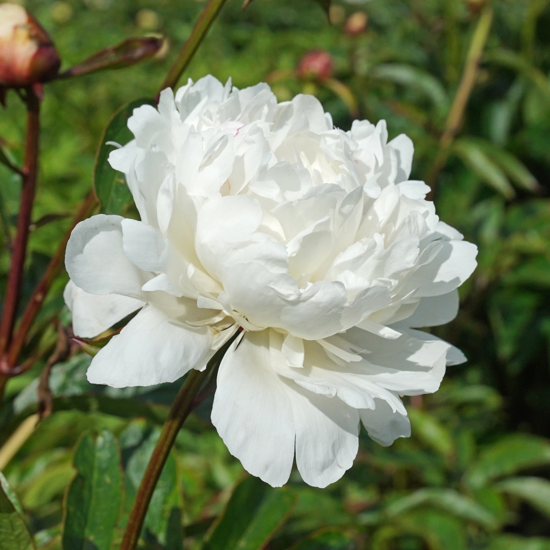 Peony Festiva Maxima