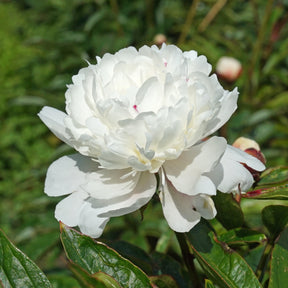 Peony Festiva Maxima