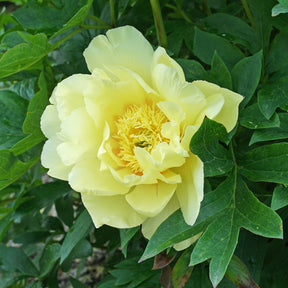 Peony Bartzella (Itoh)