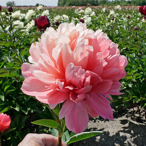 Peony Lorelei