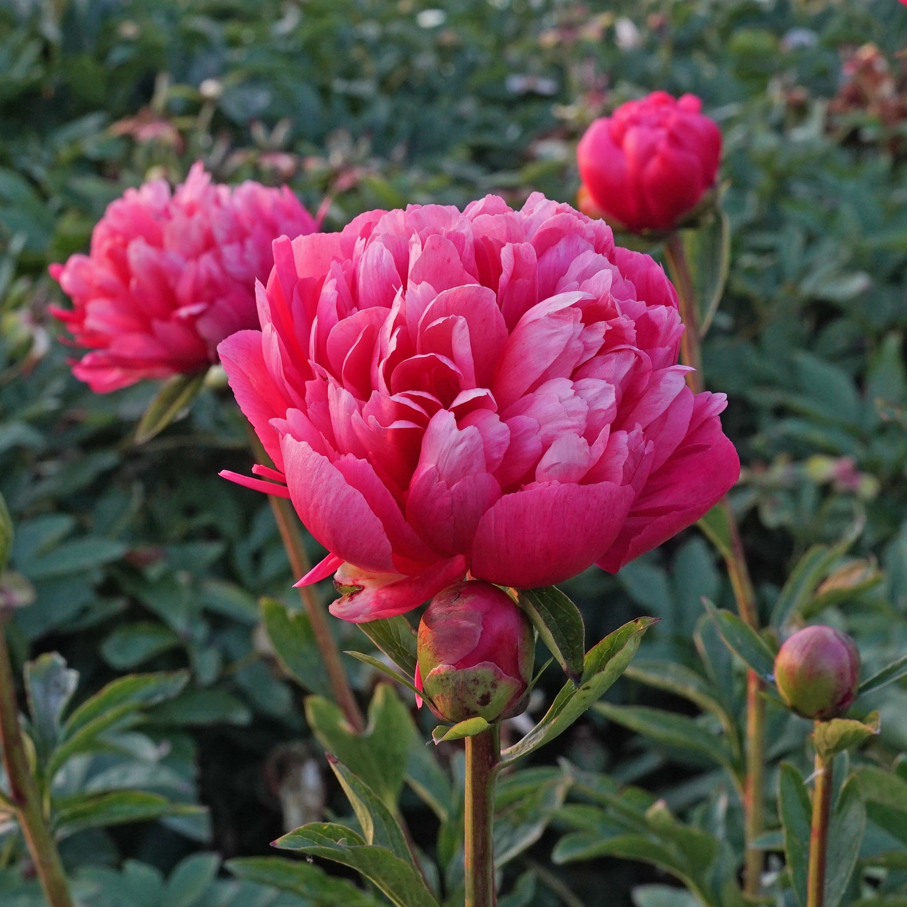 Peony Lorelei