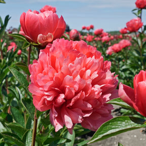 Peony Lorelei